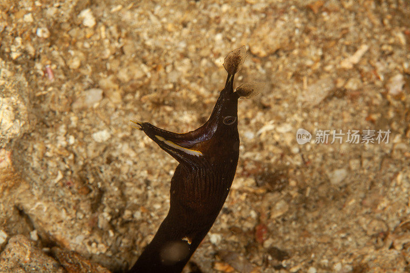 巨型马里鳗鱼(Gymnothorax javanicus)默里